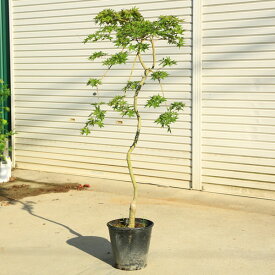 楽天市場 もみじ 鉢植えの通販