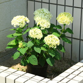 庭木・鉢花：白アジサイ（アナベル）*良品　プラスチック鉢！