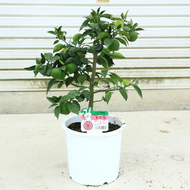 庭木・果樹・植木：特良品！スダチ（すだち）／酢橘 *7号　苗木　敬老の日　母の日　プレゼント