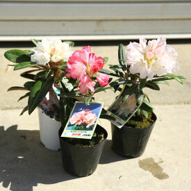楽天市場 結婚記念日 植物の種類シャクナゲ 花 ガーデン Diy の通販