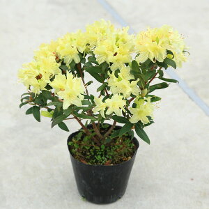 ؁EA:A(ɐ)*CZqJQccW@Ђ@劔I@}֔