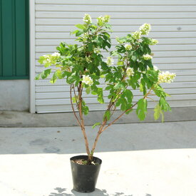 楽天市場 カシワバアジサイ 鉢植えの通販