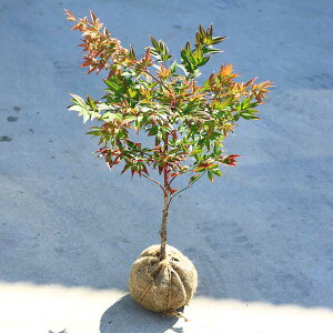 植木 盆栽 折鶴南天の人気商品 通販 価格比較 価格 Com