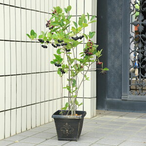 植木 盆栽 株立ちの人気商品 通販 価格比較 価格 Com