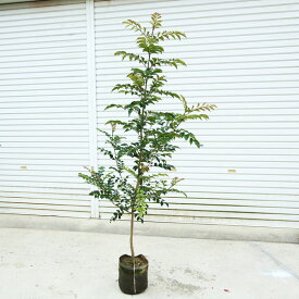 楽天市場 北海道 種類 植物 シマトネリコ 植木 ガーデニング 農業 花 ガーデン Diyの通販