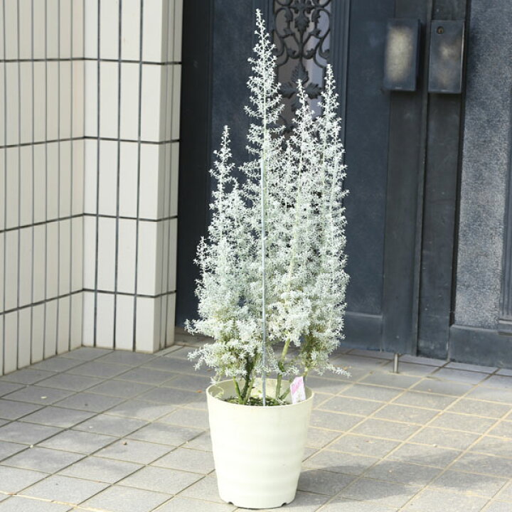 楽天市場 庭木 植木 コチア ダイヤモンドダスト マイレアナ セディフォリア ツリー仕立て 特大株 遊恵盆栽 楽天市場店