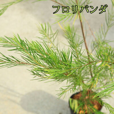 楽天市場 庭木 植木 アカシア 品種色々 ミモザ プルプレア パール フロリバンダ 遊恵盆栽 楽天市場店