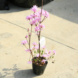 庭木苗：ミツバツツジ（三つ葉つつじ）ピンク（紫）花　ポット*今季お花終了しました。