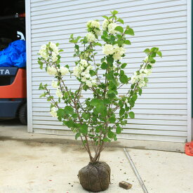 楽天市場 スノーボール 育て方 鉢植えの通販