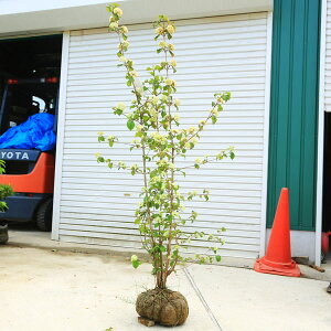 ☆送料無料☆ 庭木:オオデマリ(ジェミニ)*特選品! 樹高約160cm 限定3本限り 佐川急便発送!おおでまり