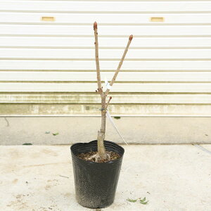 ���������@��؁F�g�ԃg�`�m�L�i�g�ԓȂ̖؁j*�Ƃ��̂��@�u���I�b�e�B