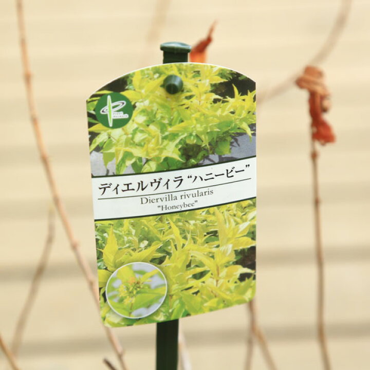 ディエルヴィラ2品種セット ハニービーとディヴァ 5号 庭木 植木 花木 落葉低木 落葉樹 送料無料 毎日続々入荷 5号 ディエルヴィラ2品種セット ハニービーとディヴァ 5号 庭木 植木 花木 落葉低木 落葉樹 送料無料 毎日続々入荷 5号