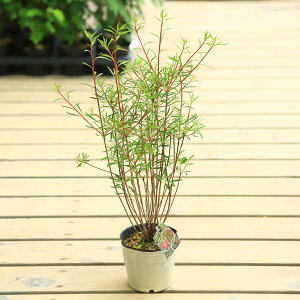 ドウダンツツジ 盆栽 植木の人気商品 通販 価格比較 価格 Com