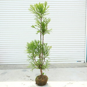 I؁EA؁FkRi܂j䐙*@ߋEn\؍ގłI@}֔I