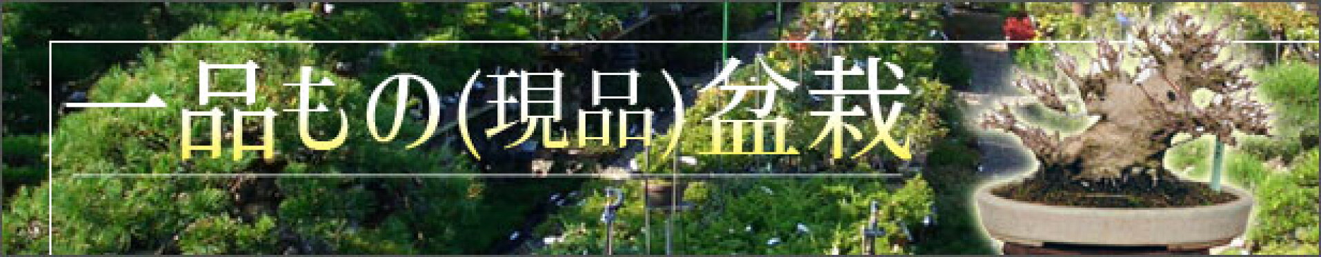 盆栽現品