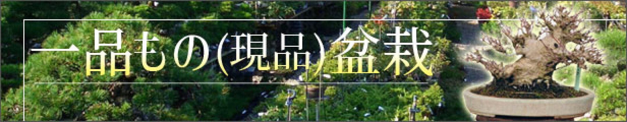 盆栽現品