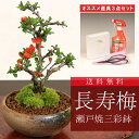 【あす楽　ギフト】　ミニ盆栽：長寿梅(瀬戸焼鉢三彩鉢)と道具セット*【送料無料】【ぼんさい　ボンサイ】bonsai