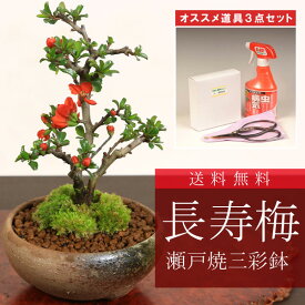 ミニ盆栽：長寿梅(瀬戸焼鉢三彩鉢)と道具セット*【ぼんさい　ボンサイ】bonsai