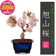 【父の日ギフト プレゼント】◇楽天1位◇【即日出荷可!】桜盆栽：一才桜(瀬戸焼鉢)*【2026年春開花終了】…