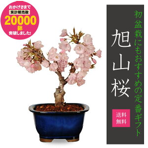 hV̓ MtgyV1ʁyo׉!z~́Fˍ(ˏĔ)*y2025NtJԏIzytpł͂zyzyyΉzy~́złԌ bonsai