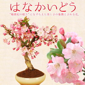 盆栽：垂糸(すいし)かいどう桜*【2024年開花終了】自宅でお花見 bonsai