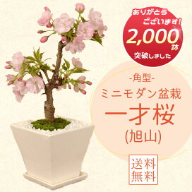 楽天市場】 ギフト盆栽 > 〜5000円まで : 遊恵盆栽 楽天市場店
