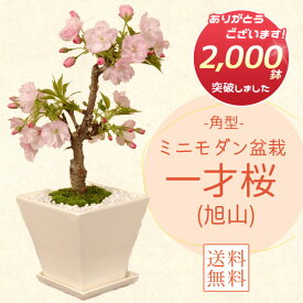 モダン盆栽：一才桜(旭山桜・受け皿付)*【2026年春開花終了】【送料無料】【桜盆栽】【さくら盆栽】【自分ご褒美】自宅でお花見bonsai
