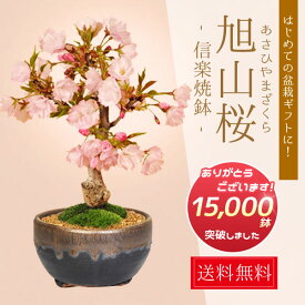 【即日出荷可】◇楽天1位◇桜盆栽：一才桜(高級信楽焼黒イブシ金彩小鉢）*【2026年春開花】【ぼんさい　ボンサイ　さくら】自宅でお花見 bonsai