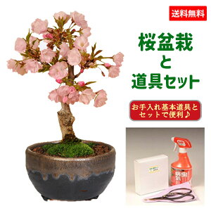 yo׉!z~́FR(MyčCuVʏ)ƓZbg*y2025NtJԏIzytpł͂zyzy~́złԌ bonsai