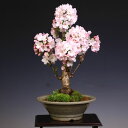 ◇楽天1位◇桜盆栽:御殿場桜(萬古焼白鉢)*【2019年春開花】 【送料無料】