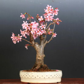 楽天市場 開店祝い 花 マナー 遅れの通販