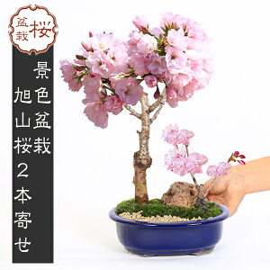 ~́FR2{񂹁ˏđȉ~*΂Ƒۂƍty2025NtJԏIzytpł͂ziF~͈ˍ A a Ԍ a j v[gɂbonsai