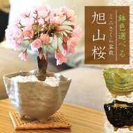 桜盆栽：鉢色選べるミニ一才桜（信楽焼花型小鉢）*【2026年春開花終了】【自分ご褒美】自宅でお花見 bonsai