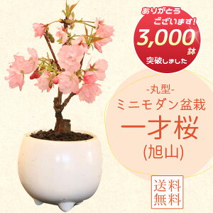~j_~́Fˍ*Iły2025NtJԏIzytpł͂zy~́zy~́zyzłԌbonsai