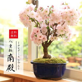 ◇楽天1位◇桜盆栽：八重桜(大）*＜国産青モッコ陶器鉢＞【2024年春開花】【あす楽対応】【さくら盆栽】bonsai