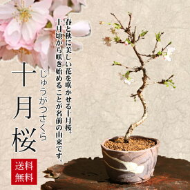 桜盆栽：十月桜(茶白流し瀬戸焼小鉢)*【2024年春開花終了】【送料無料】【即日出荷可】 bonsai