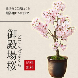 桜盆栽：御殿場桜(瀬戸焼金吹鉢)*【2026年春開花終了】【送料無料】【即日出荷可】【2026年春開花終了】【自分ご褒美】自宅でお花見 bonsai