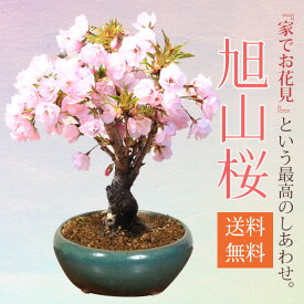 桜盆栽：旭山桜(瀬戸焼緑鉄鉢)*【即日出荷可】【2024年開花終了】bonsai