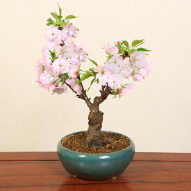 楽天市場 旭山桜の通販