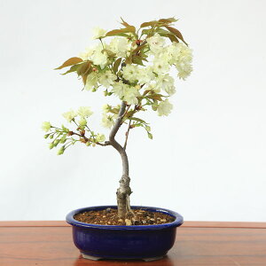 桜 盆栽 鉢の人気商品 通販 価格比較 価格 Com