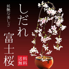 桜盆栽：しだれ富士桜（信楽焼橙鉢）　*さくら　Sakura bonsai 送料無料【2026年開花終了】【自分ご褒美】