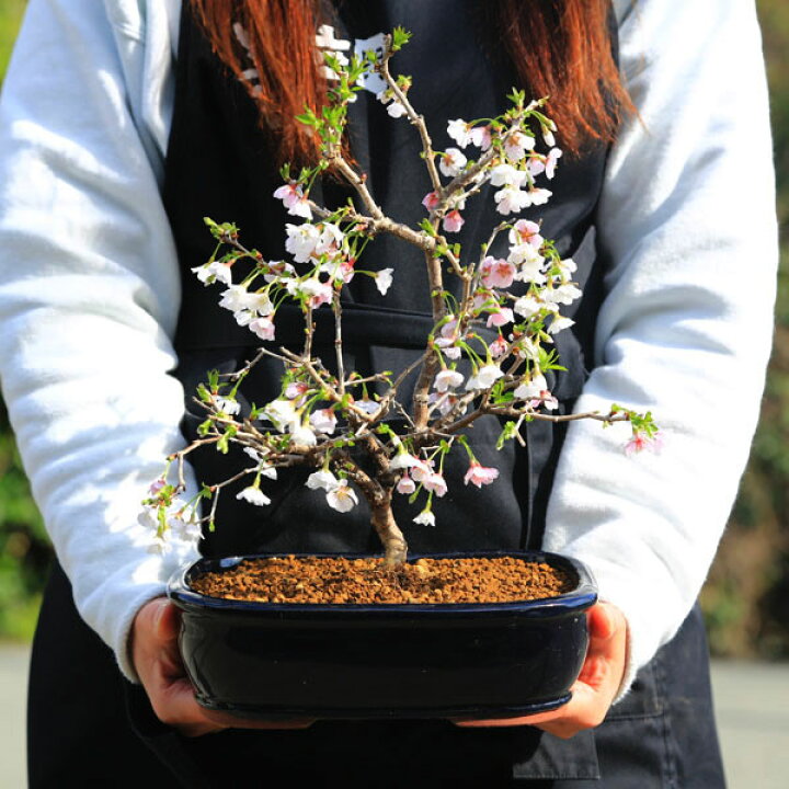 桜 富士桜 湖上の舞 雲竜性 妬み