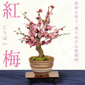 小品盆栽:紅梅(信楽焼刷毛目鉢)*うめ ウメ 【2026年開花】【送料無料】【あす楽 ギフト】bonsai