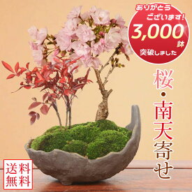 桜盆栽：桜・南天寄せ植え(くらま鉢)*【2026年春開花】【送料無料】【さくら盆栽】【あす楽対応】自宅でお花見 bonsai