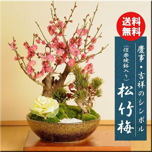 }tF|~(MyĔ)*yzy2026NtJԗ\zyΕzbonsai