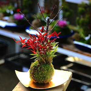 ۋʁF~EEVi󂯎Mtj* y2026NJԁzyzyy@Mtgzbonsai