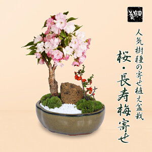 yy@MtgzyV1ʁ~́FE~񂹐A* y2025NtJԏIzytpł͂z(bRKF픫)   t@A tԌ a j R gift 