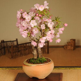 盆栽：旭山桜2本仕立て(信楽焼鉢)*【2024年開花終了】自宅でお花見 bonsai