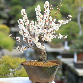 盆栽：白梅(瀬戸焼変形鉢)*【2024年開花終了】【送料無料】【あす楽】【ぼんさい】【ボンサイ】bonsai
