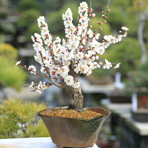 ~́F~()(݌Ïĕό`)*y2026NJԁzyzyyzyڂ񂳂zy{TCzbonsai